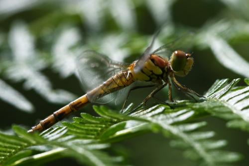 Sympetrum striolatum